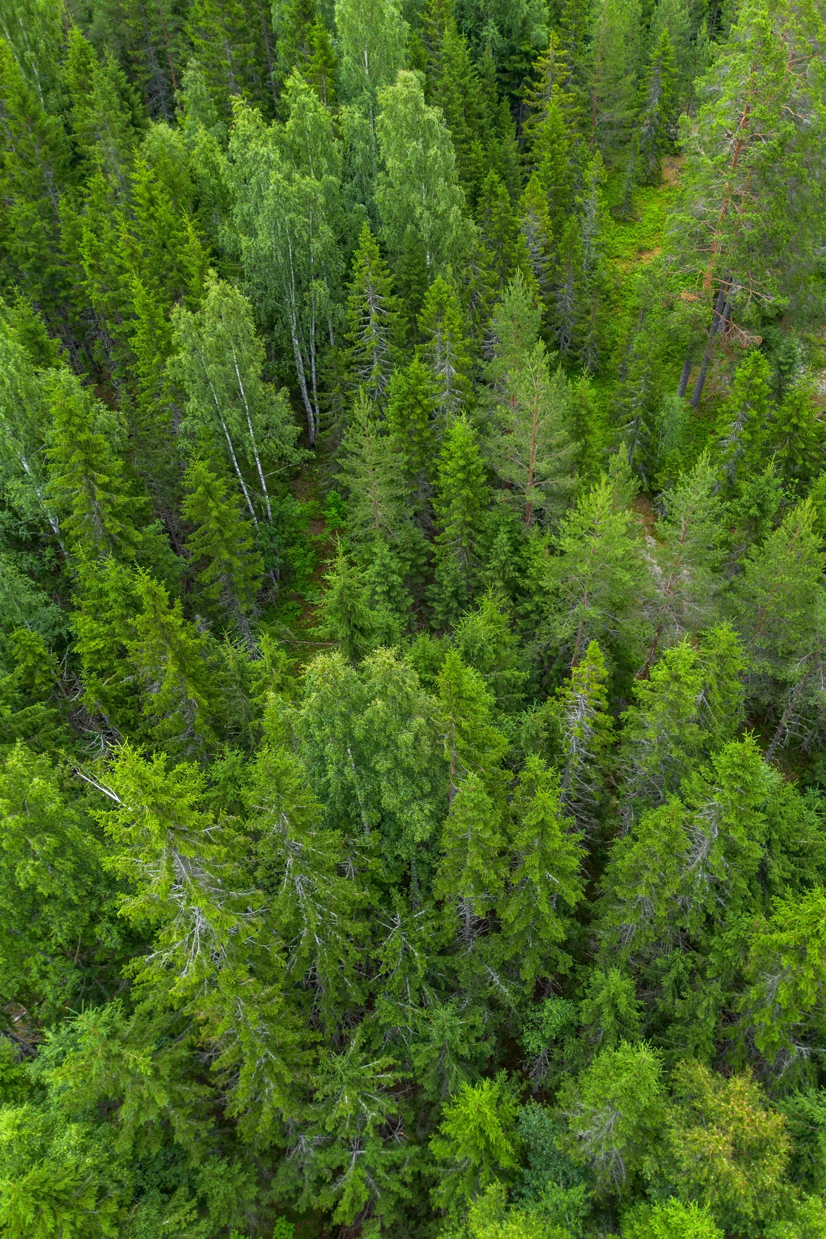 Gård/Skog, KRAMFORS KNÄFTA 3:2 skogen, Kramfors