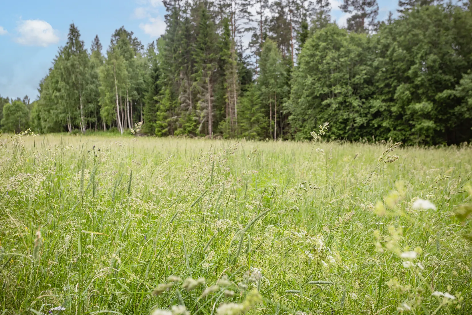 Gård/Skog, Östanskär 213, Östanskär, Sundsvall