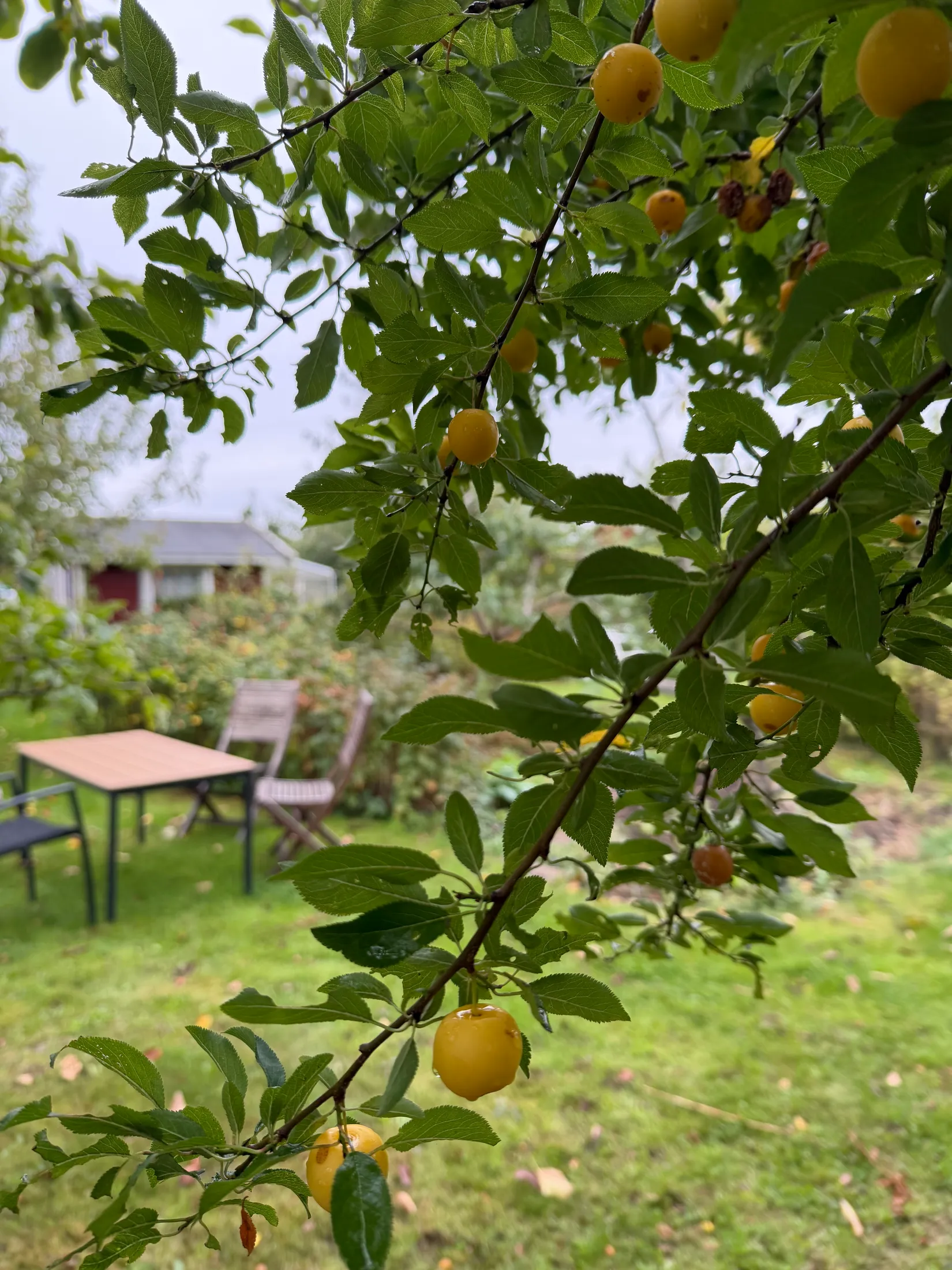 Övrigt, Kolonigatan 1, Hamnabro, Simrishamn
