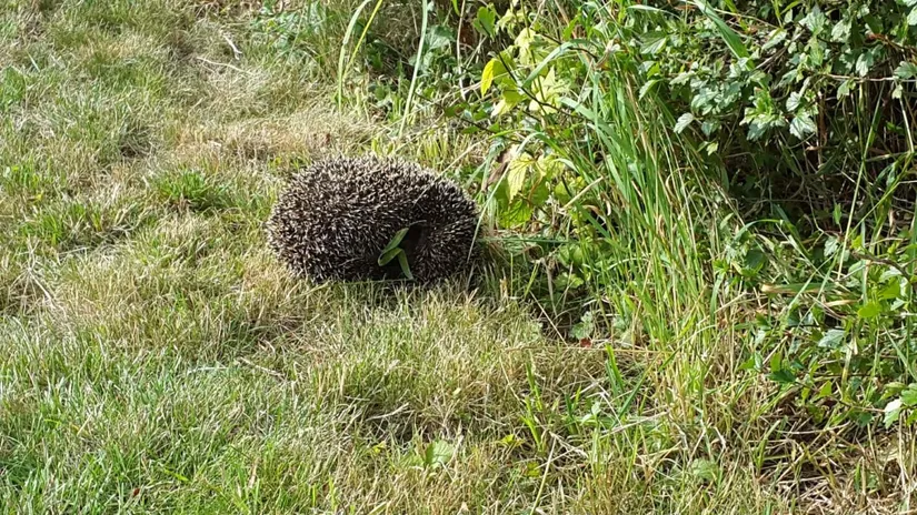 Övrigt, Kolonigatan 1, Hamnabro, Simrishamn