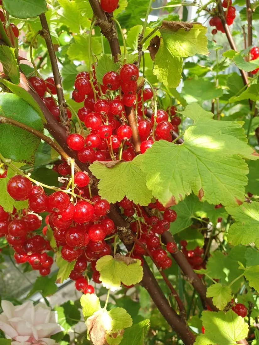 Övrigt, Kolonigatan 1, Hamnabro, Simrishamn