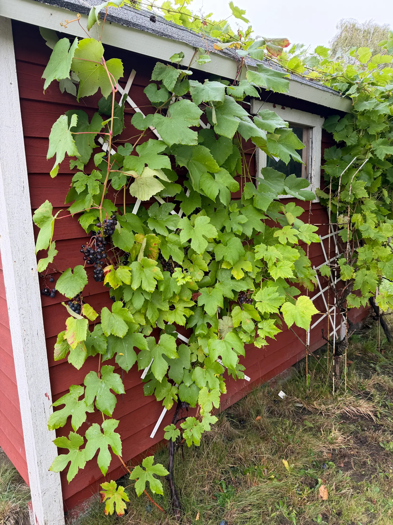 Övrigt, Kolonigatan 1, Hamnabro, Simrishamn