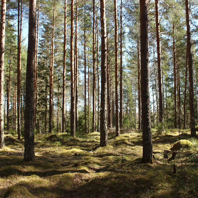 Gård/Skog, SOLLEFTEÅ GULKÄL 1:12, Sollefteå