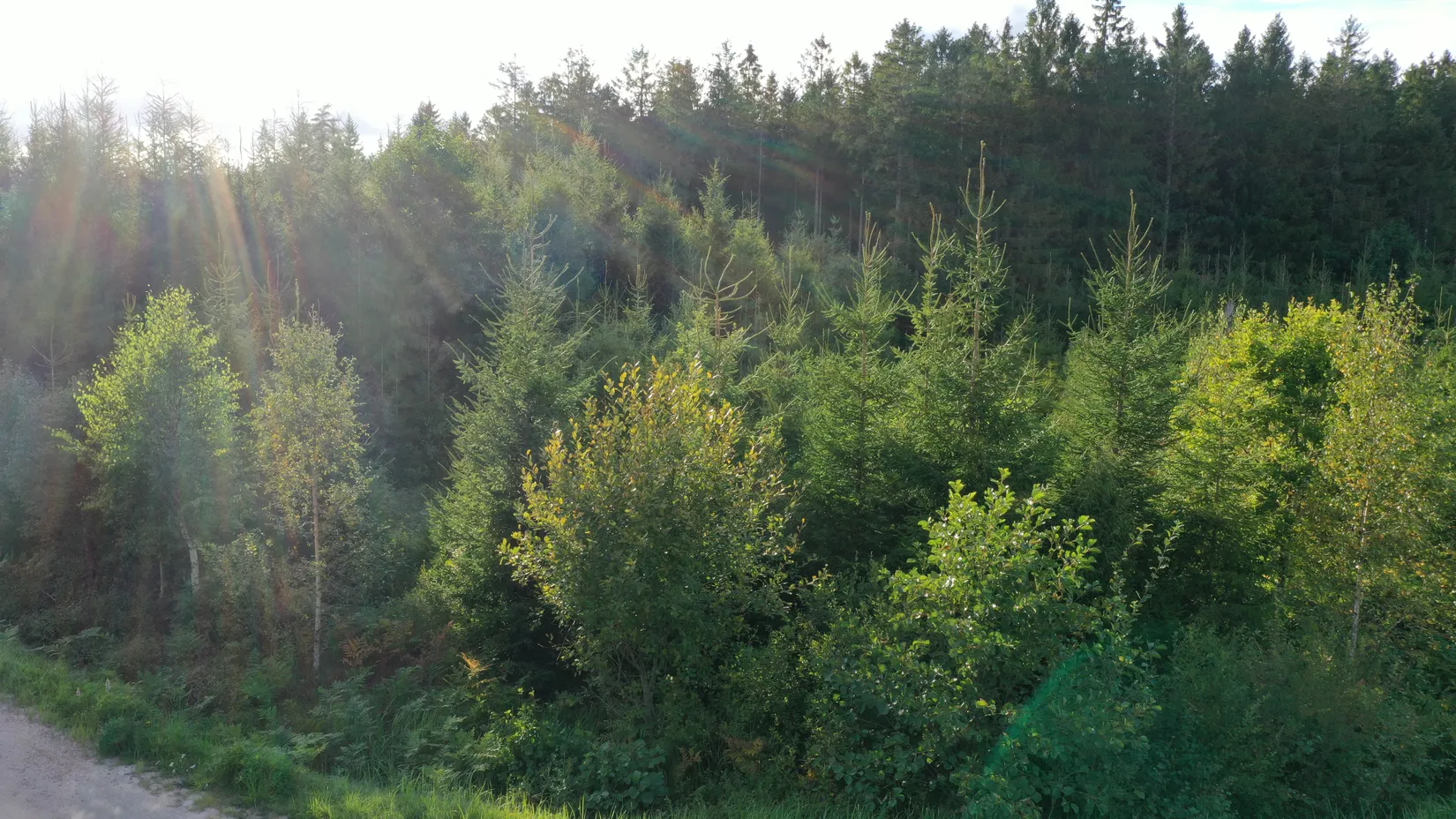 Gård/Skog, Stuveryr 12, Färgelanda