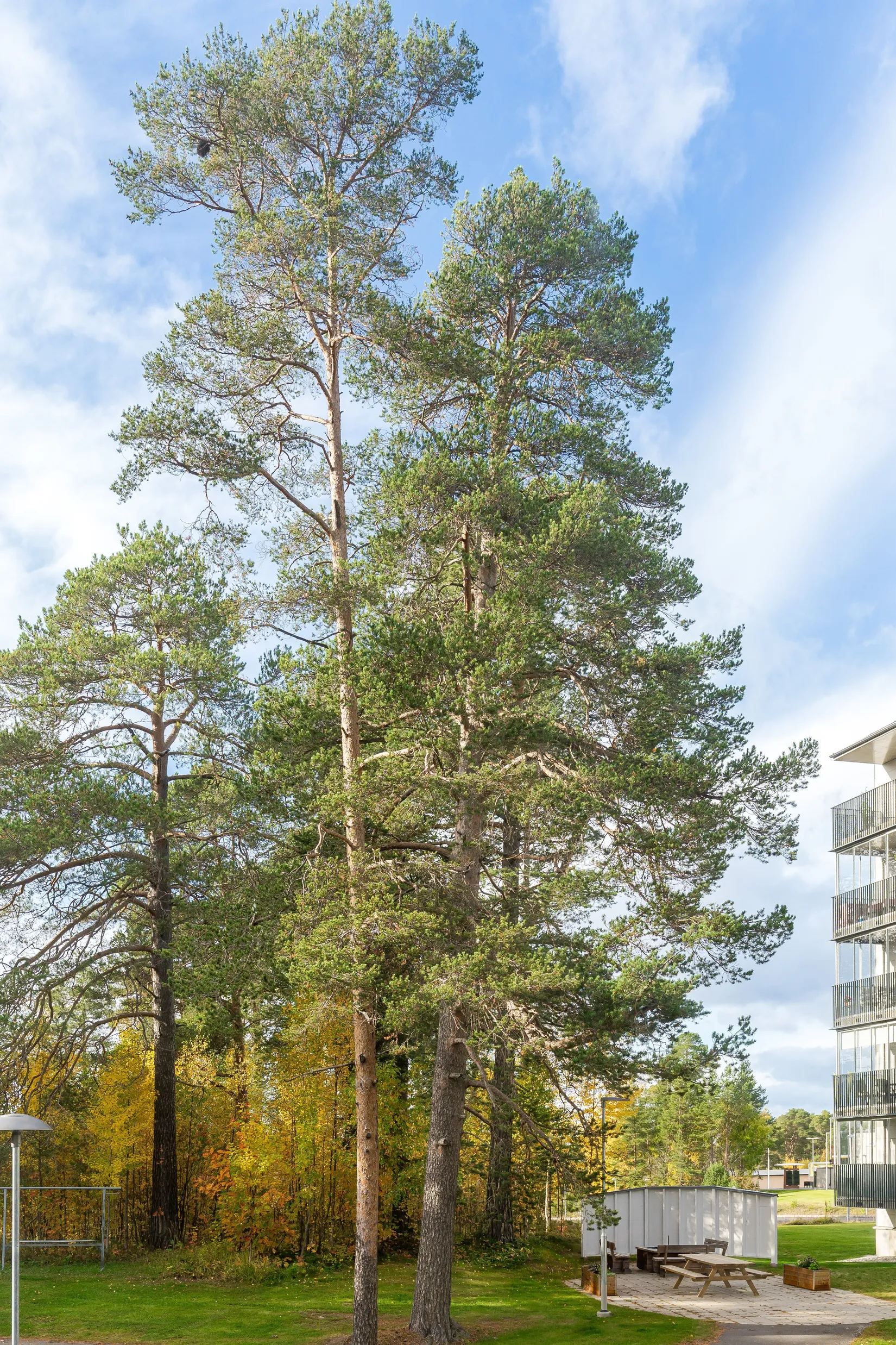 Bostadsrätt, Litsvägen 2A, Stadsdel norr, Östersund