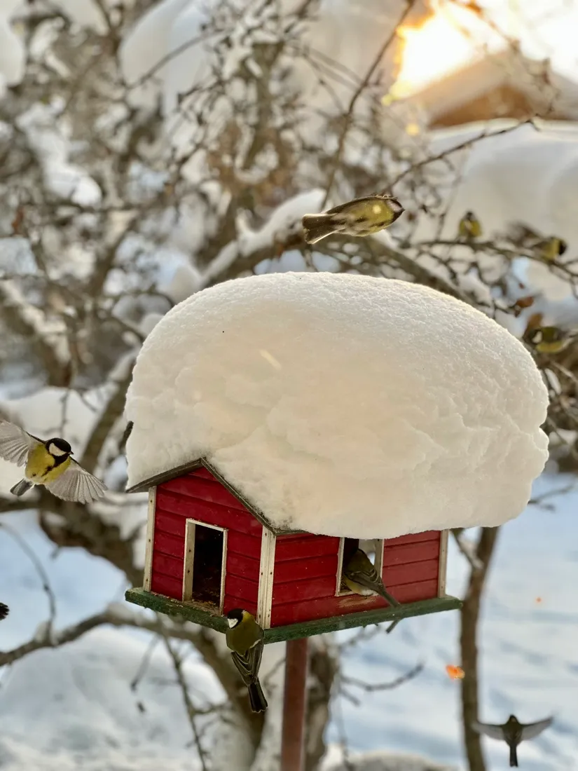 Gård/Skog, Fränstavägen 211, Fränsta, Ånge