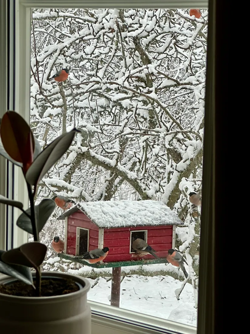 Gård/Skog, Fränstavägen 211, Fränsta, Ånge