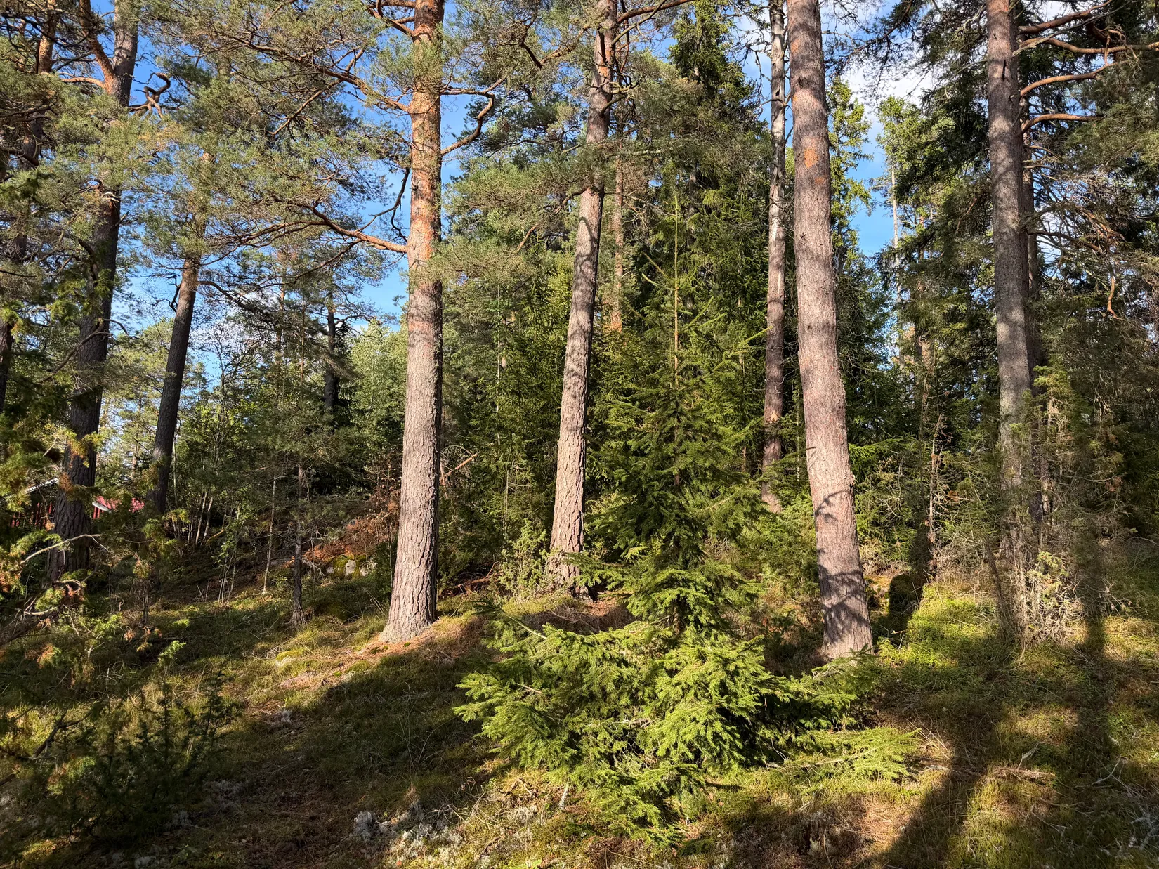 Tomt, Norrbyggebyvägen 256, Norrbyggeby, Norrtälje