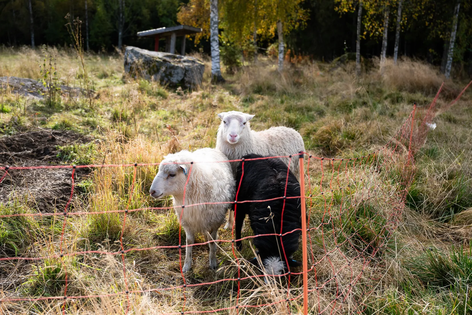 Gård/Skog, Stensviken 159, Aspnäs, Härnösand