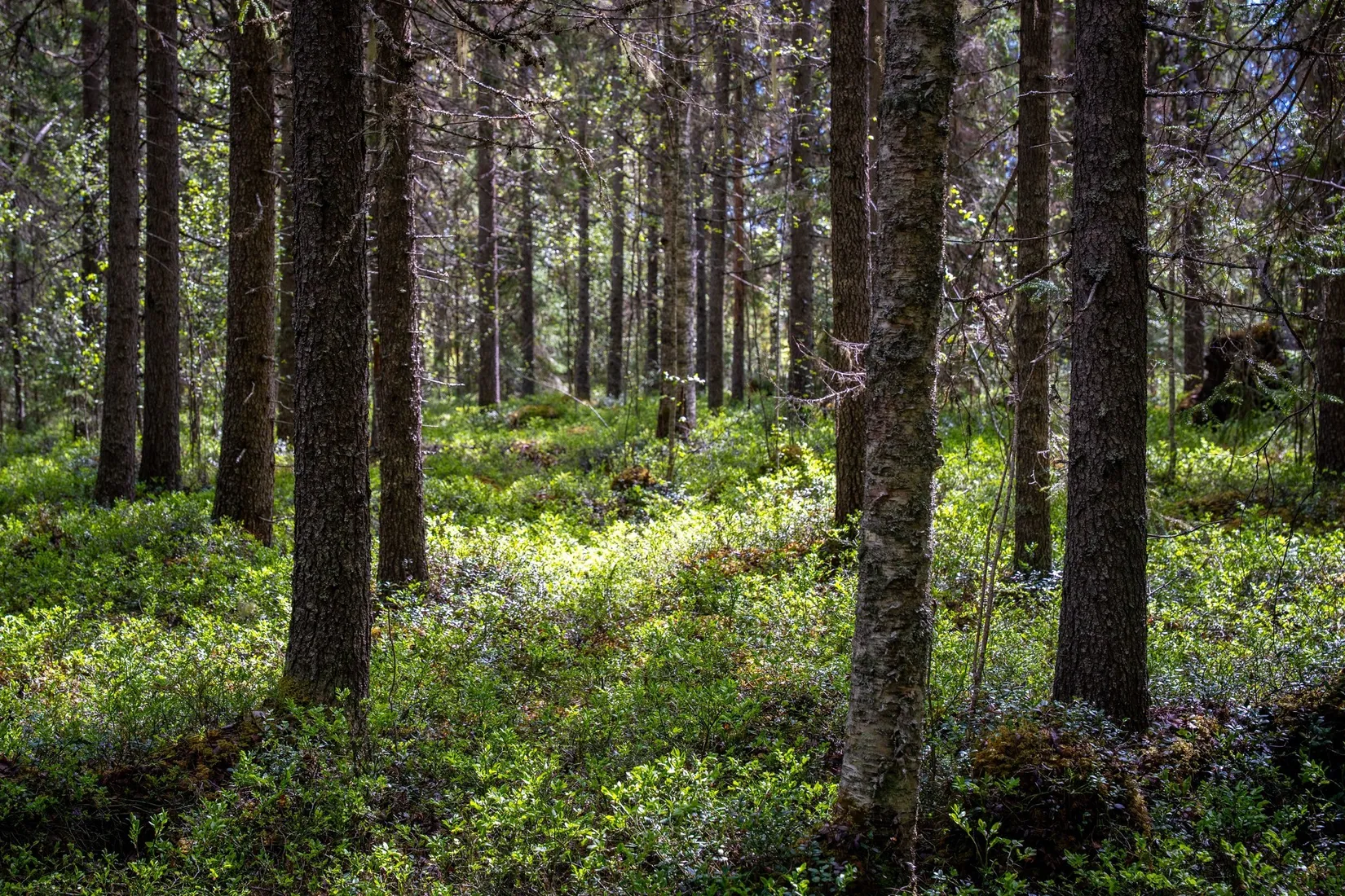 Gård/Skog, Kramfors Risnäs 1:11, Docksta, Kramfors
