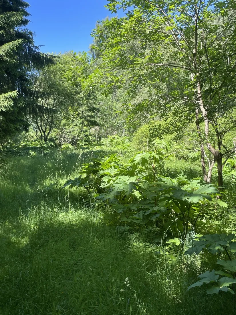 Gård/Skog, Länsmansgatan 23, Sösdala, Hässleholm