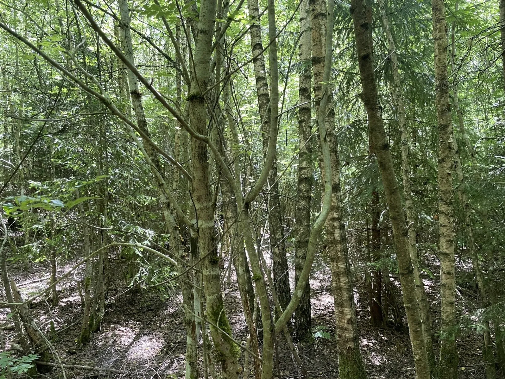 Gård/Skog, Länsmansgatan 23, Sösdala, Hässleholm