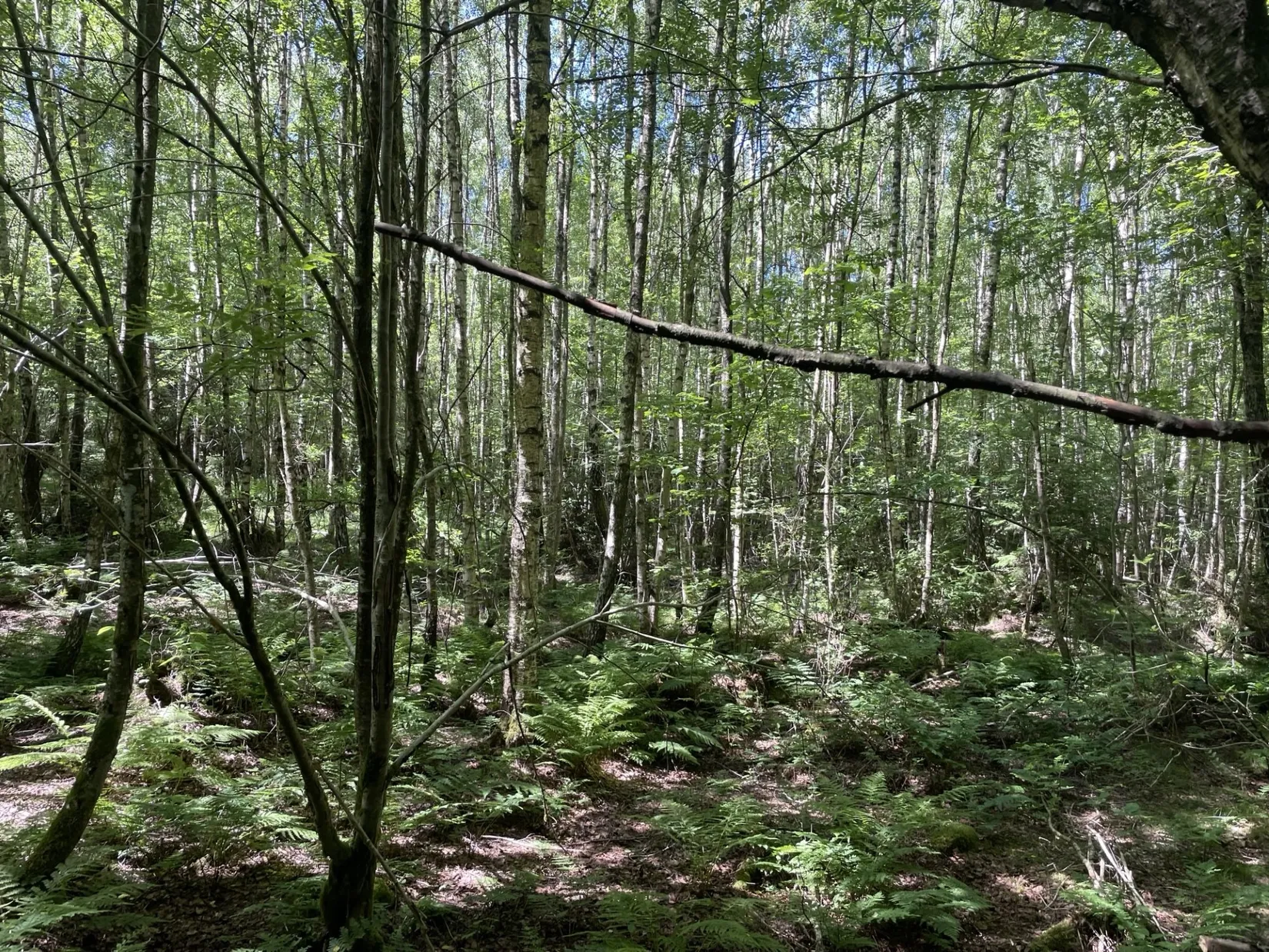 Gård/Skog, Länsmansgatan 23, Sösdala, Hässleholm