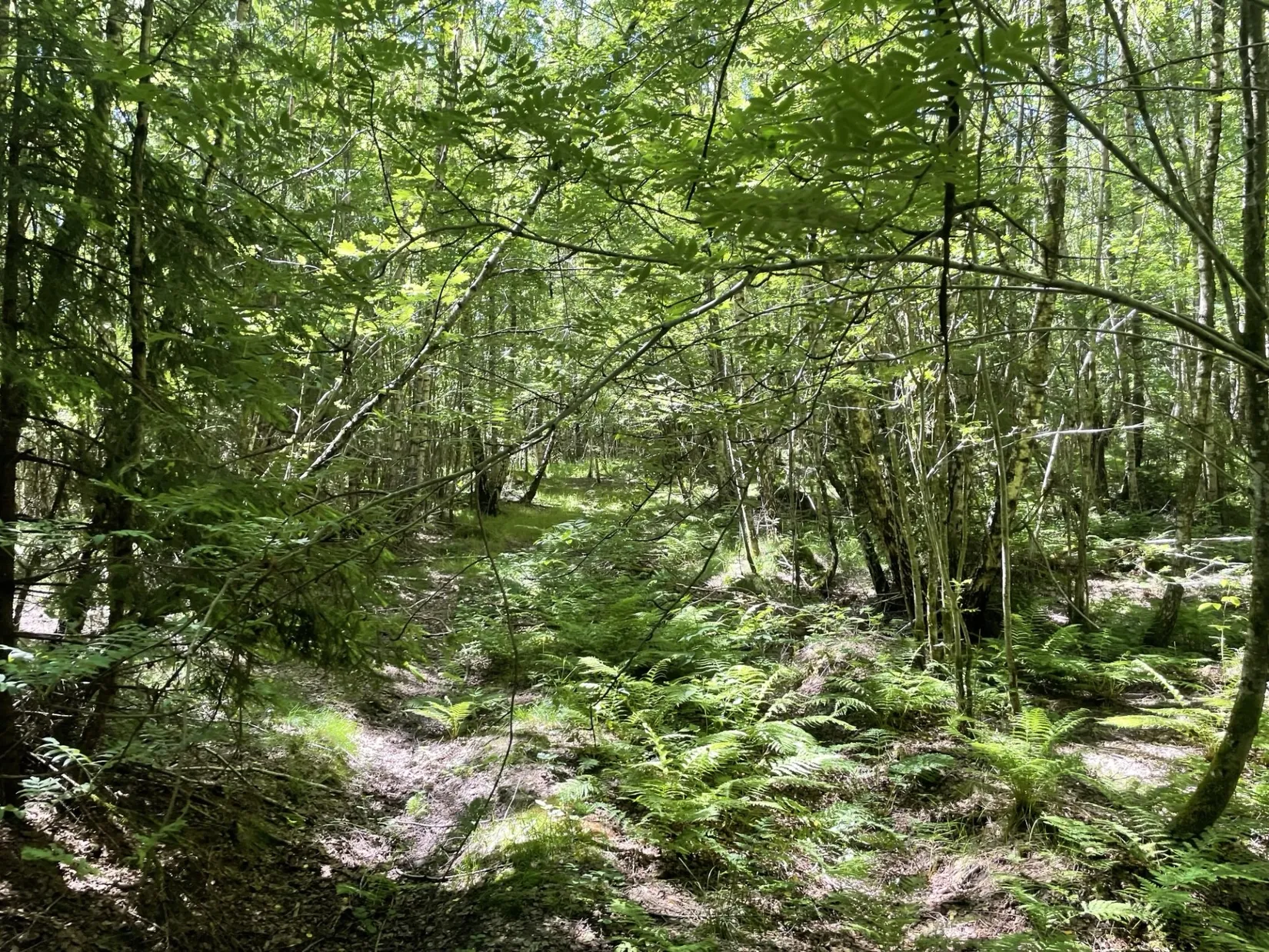 Gård/Skog, Länsmansgatan 23, Sösdala, Hässleholm