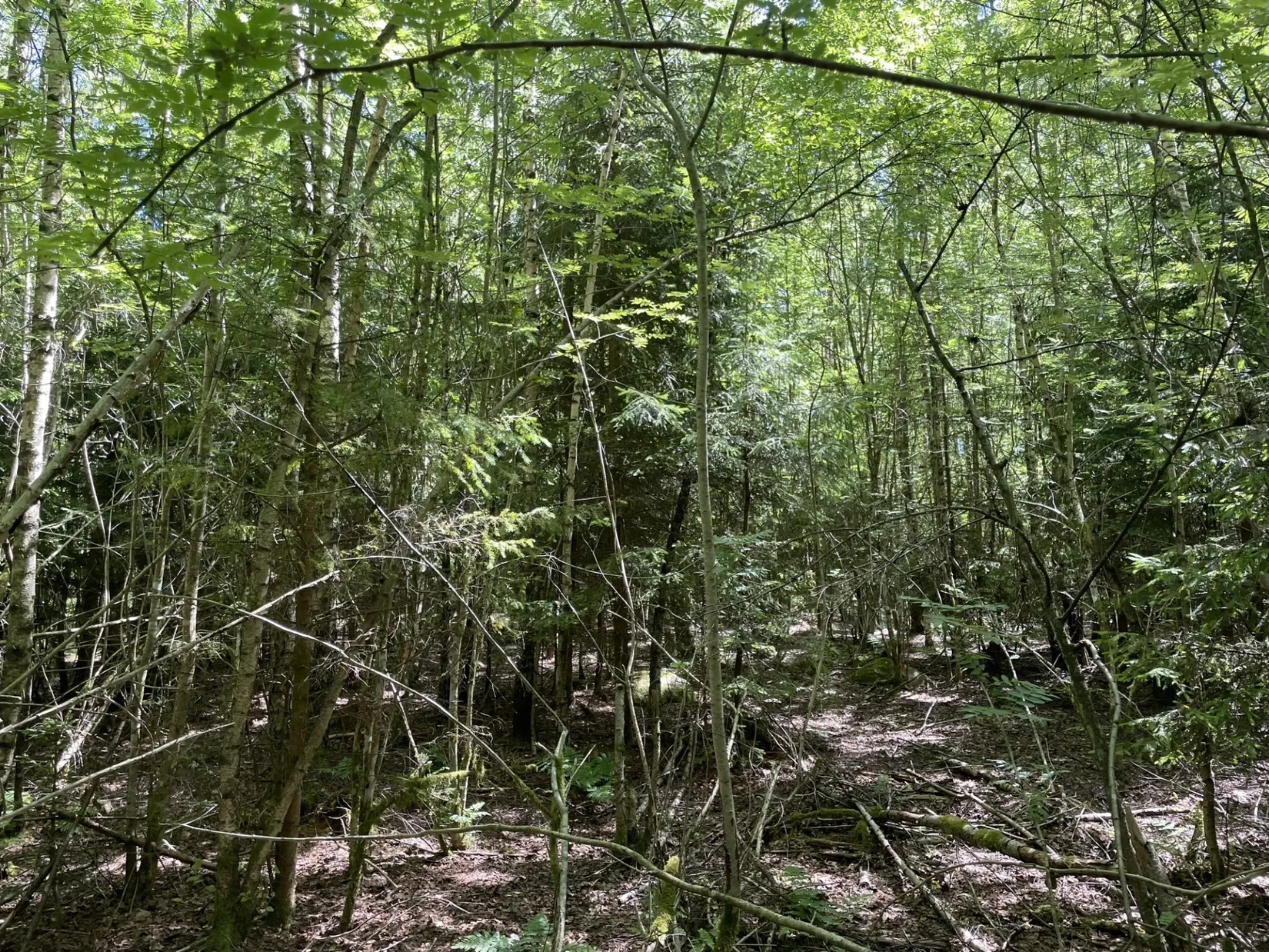 Gård/Skog, Länsmansgatan 23, Sösdala, Hässleholm
