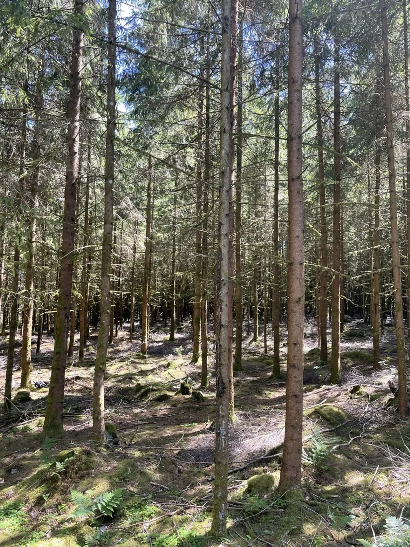 Gård/Skog, Länsmansgatan 23, Sösdala, Hässleholm