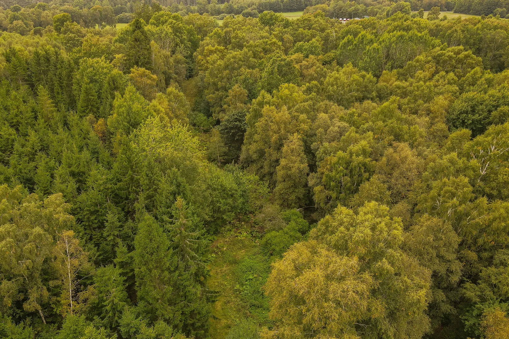 Gård/Skog, Länsmansgatan 23, Sösdala, Hässleholm