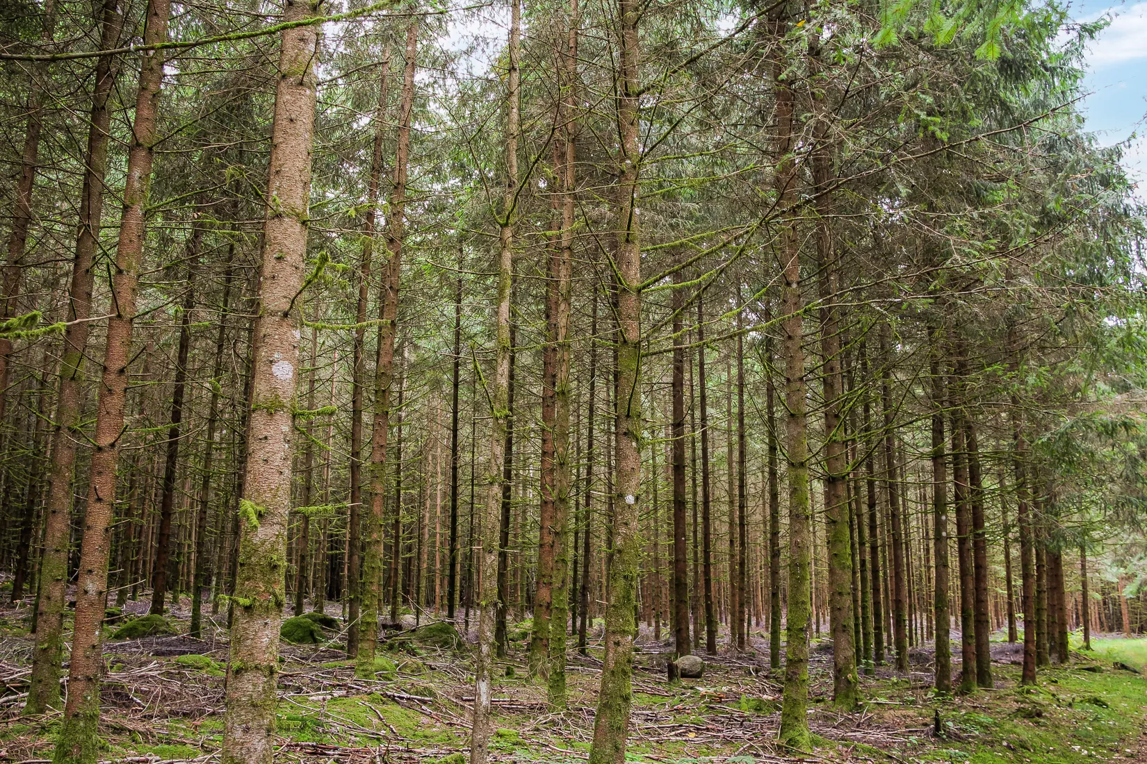Gård/Skog, Länsmansgatan 23, Sösdala, Hässleholm