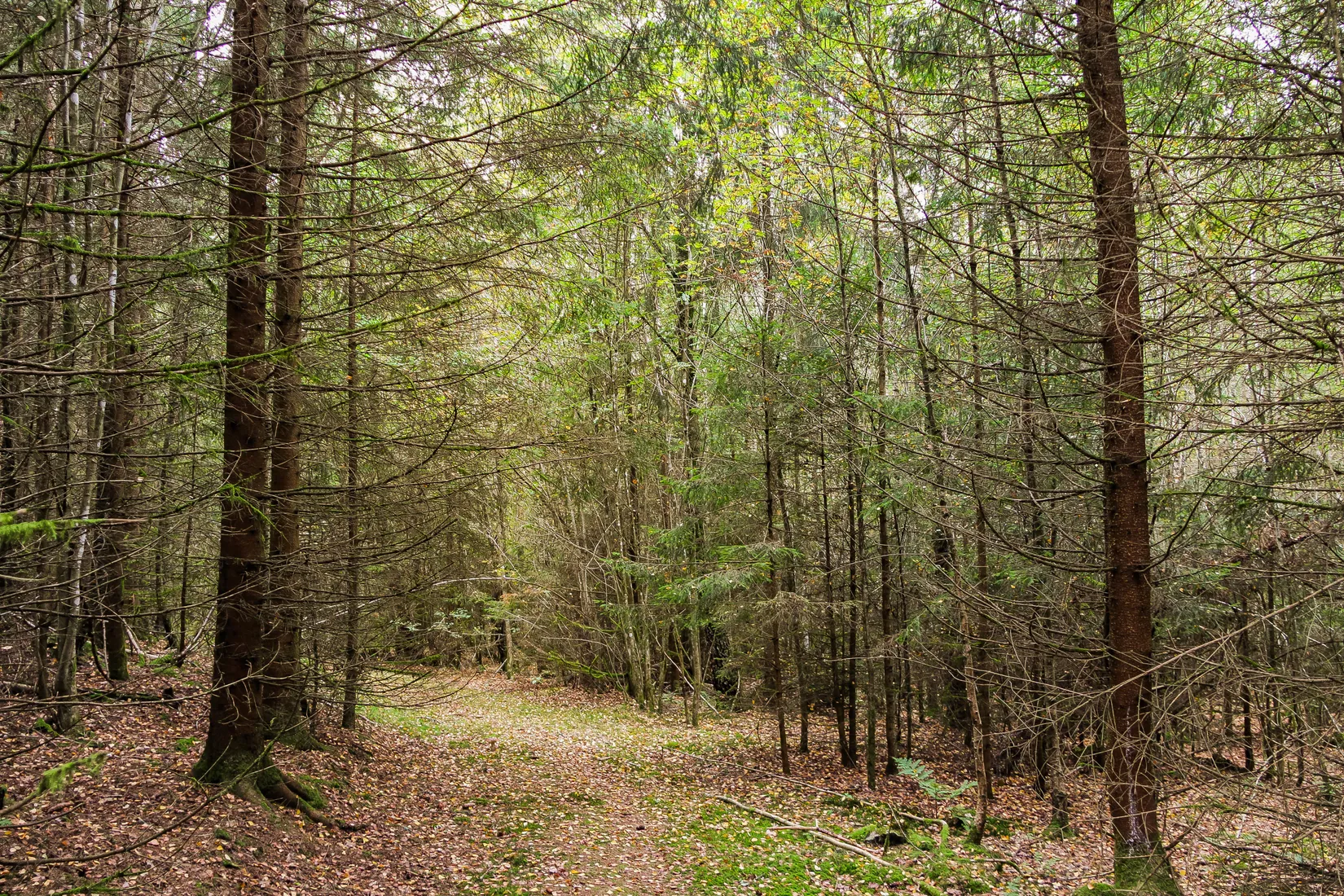Gård/Skog, Länsmansgatan 23, Sösdala, Hässleholm