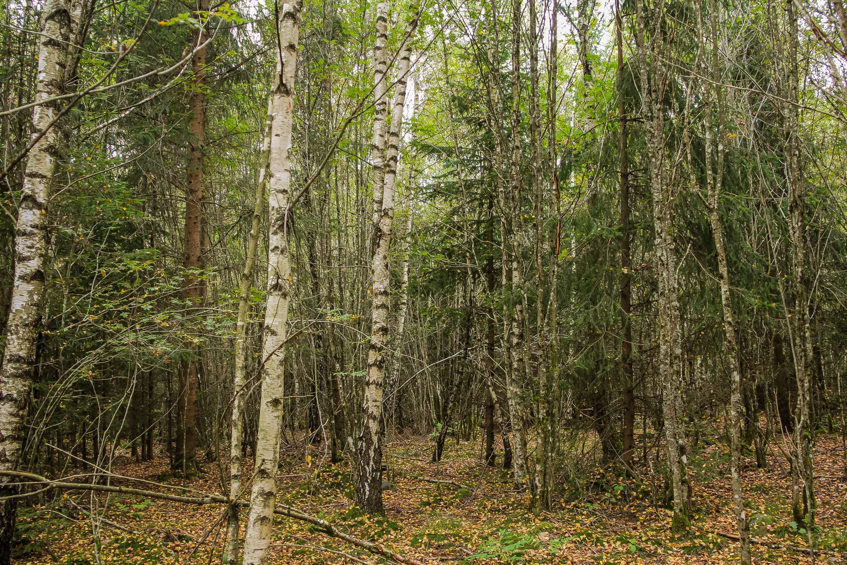 Gård/Skog, Länsmansgatan 23, Sösdala, Hässleholm