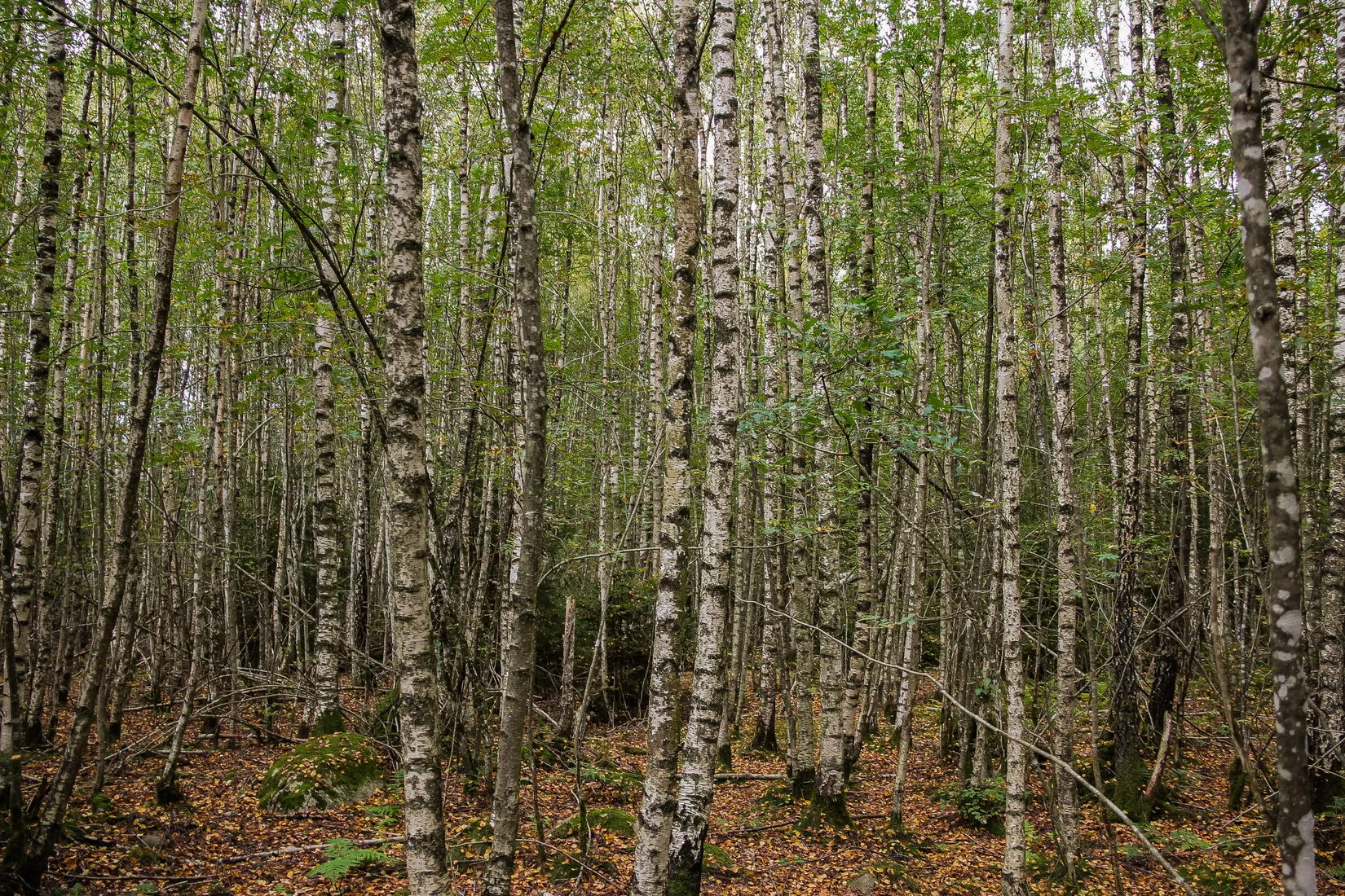 Gård/Skog, Länsmansgatan 23, Sösdala, Hässleholm