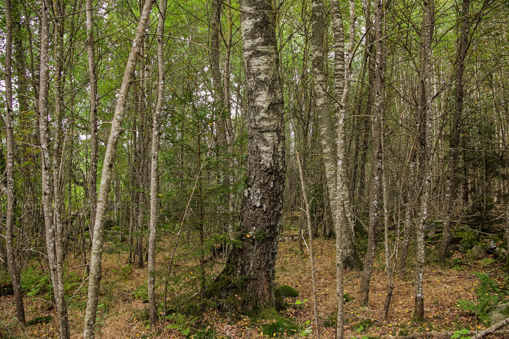 Gård/Skog, Länsmansgatan 23, Sösdala, Hässleholm