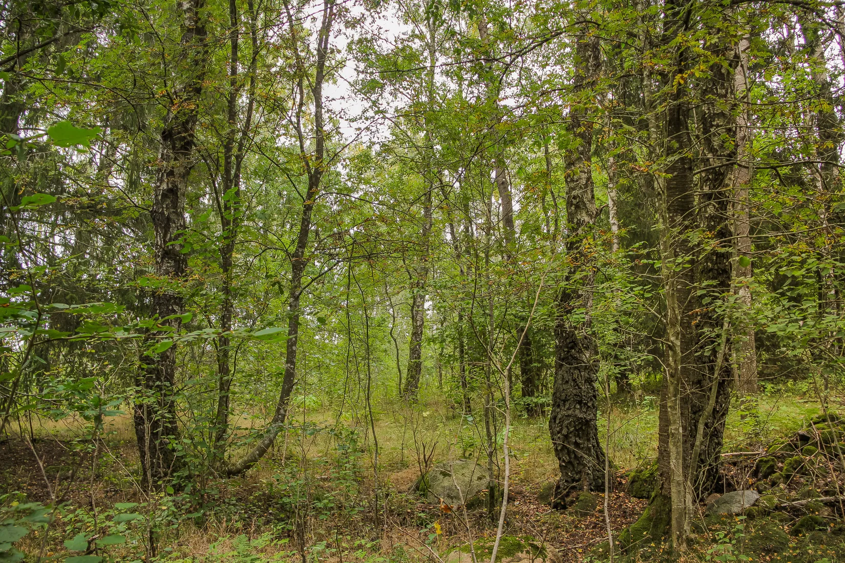 Gård/Skog, Länsmansgatan 23, Sösdala, Hässleholm