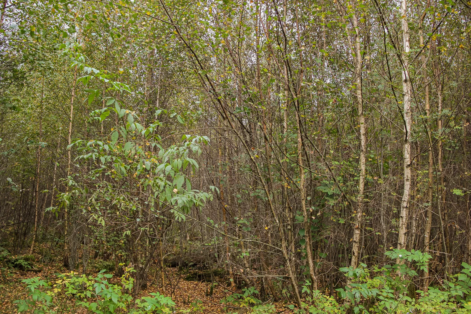 Gård/Skog, Länsmansgatan 23, Sösdala, Hässleholm