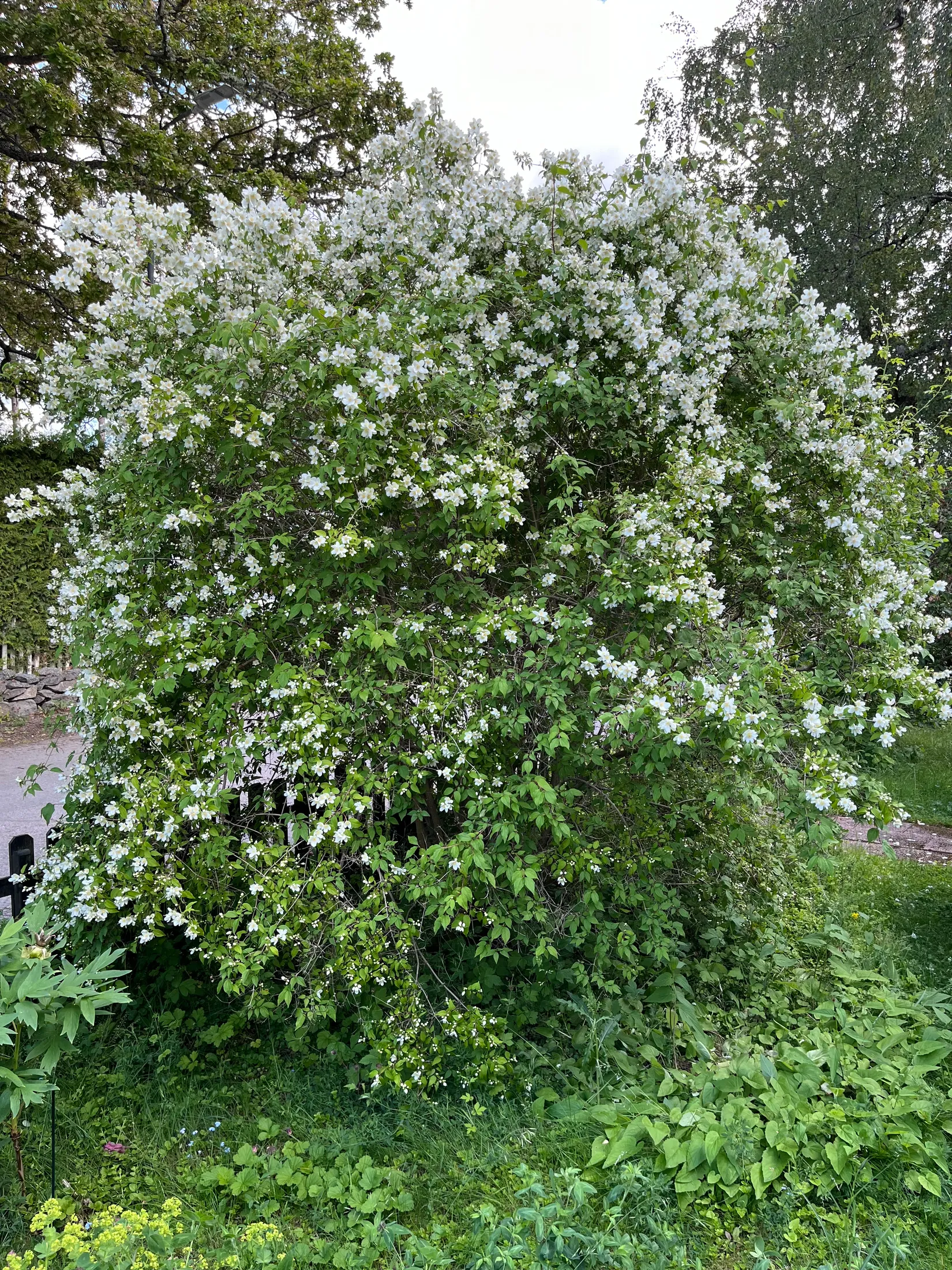 Villa, Askvägen 22A, Sunnersta, Uppsala