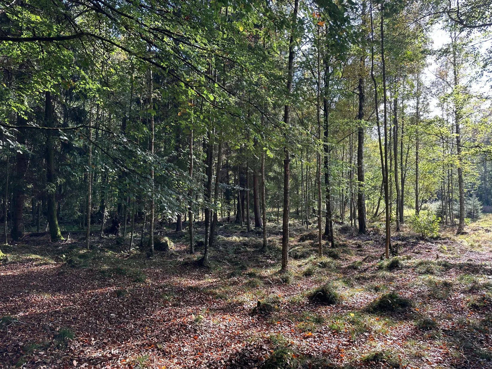 Tomt, Bäverspåret 9, Stavaröd - Sösdala, Hässleholm