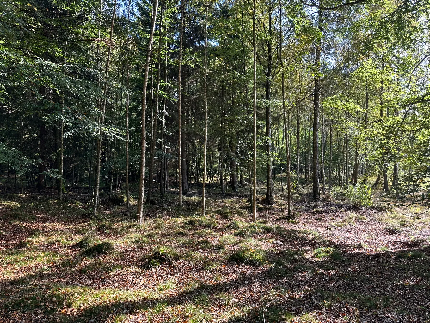 Tomt, Bäverspåret 9, Stavaröd - Sösdala, Hässleholm