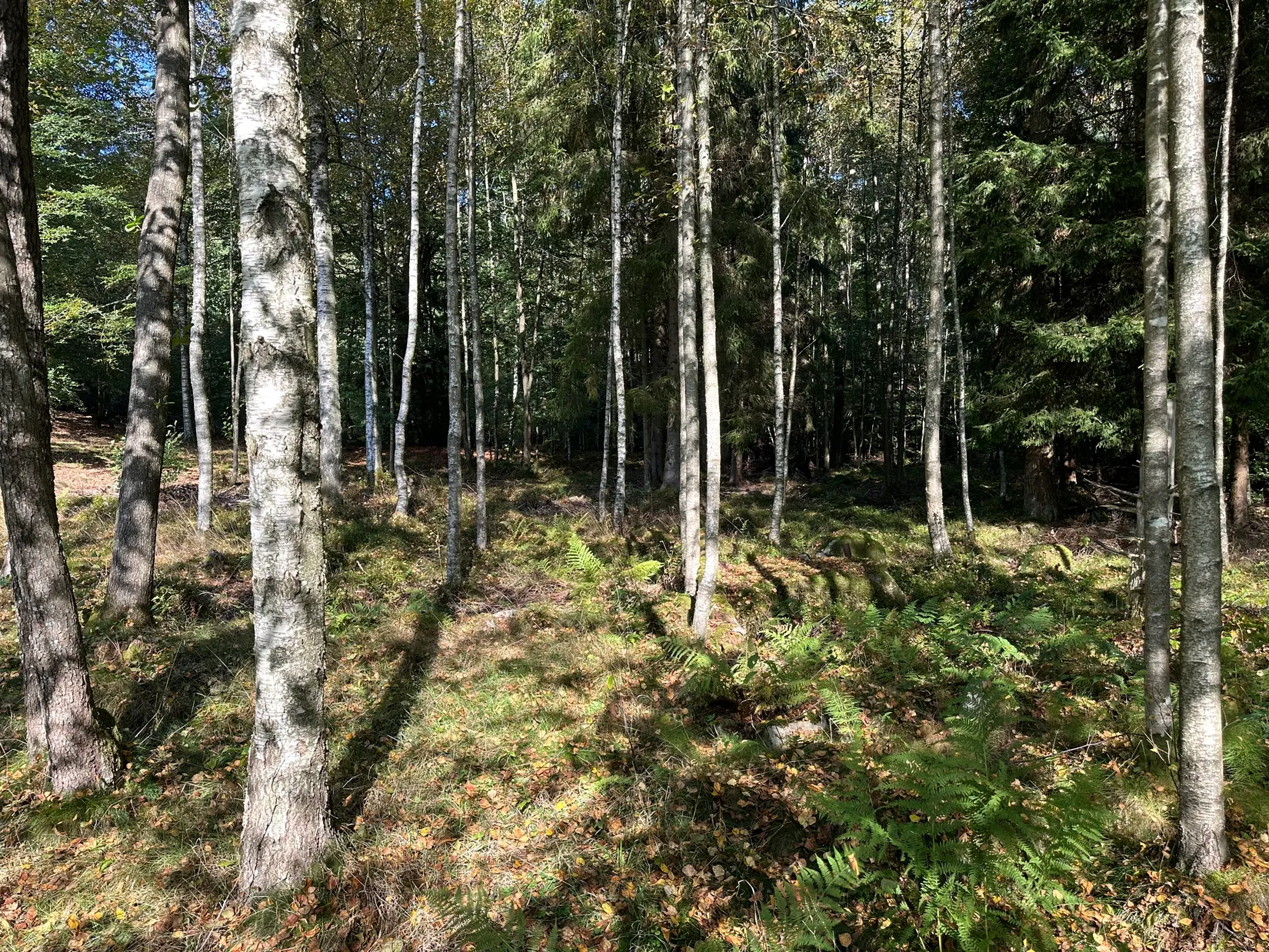 Tomt, Bäverspåret 9, Stavaröd - Sösdala, Hässleholm