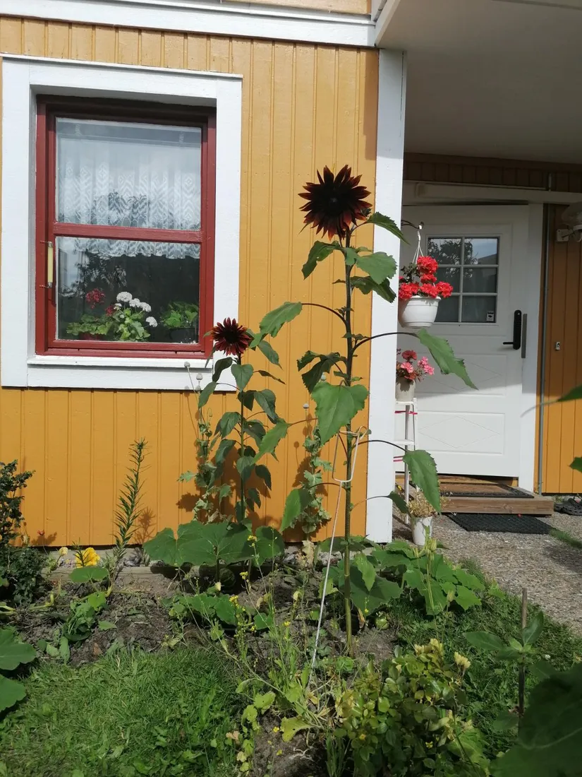 Villa, Grundviksvägen 15, Stugsund, Söderhamn