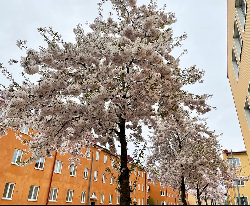 Bostadsrätt, Eriksdalsgatan 19, Södermalm Katarina, Stockholm
