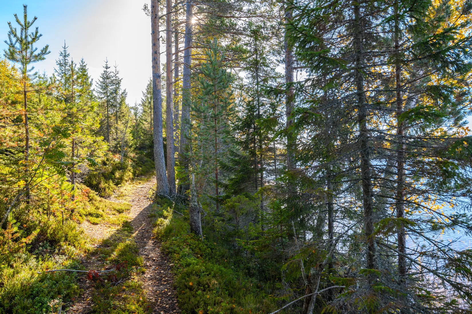 Gård/Skog,  Norrgården 309, Nordanstig