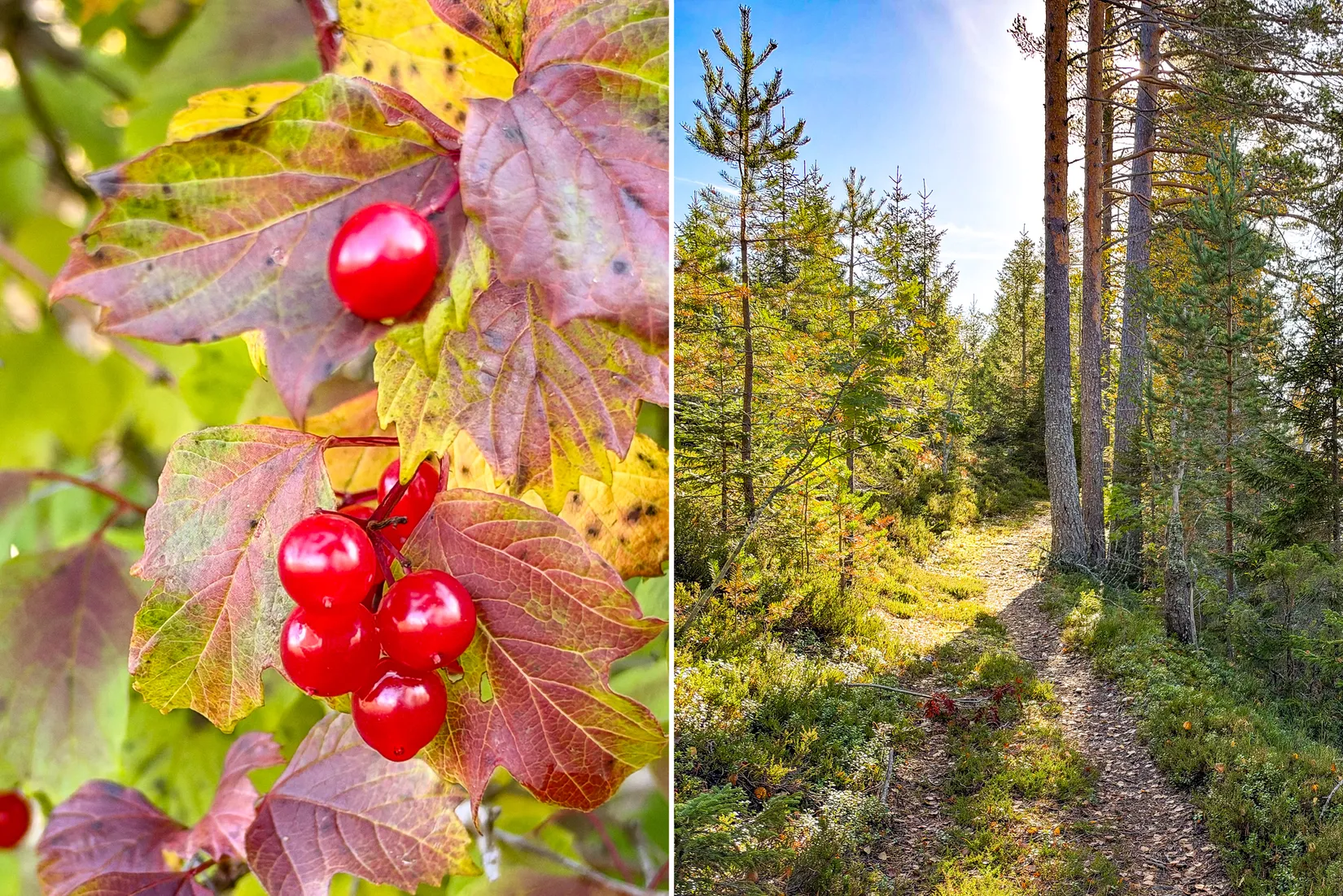 Gård/Skog,  Norrgården 309, Nordanstig