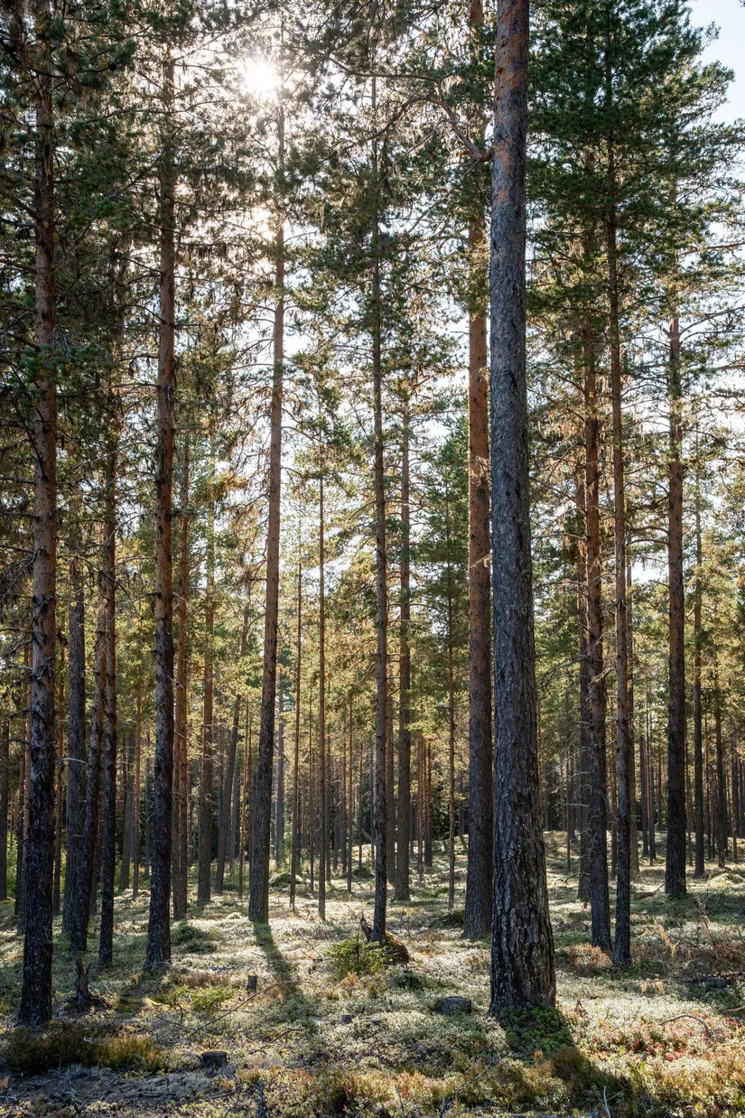 Gård/Skog, Vallen 305, Sollefteå