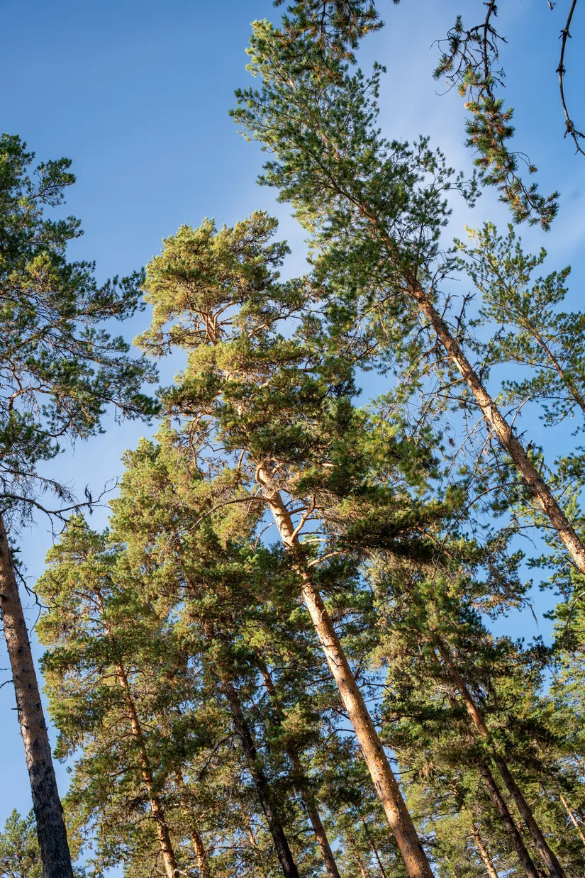 Gård/Skog, Vallen 305, Sollefteå