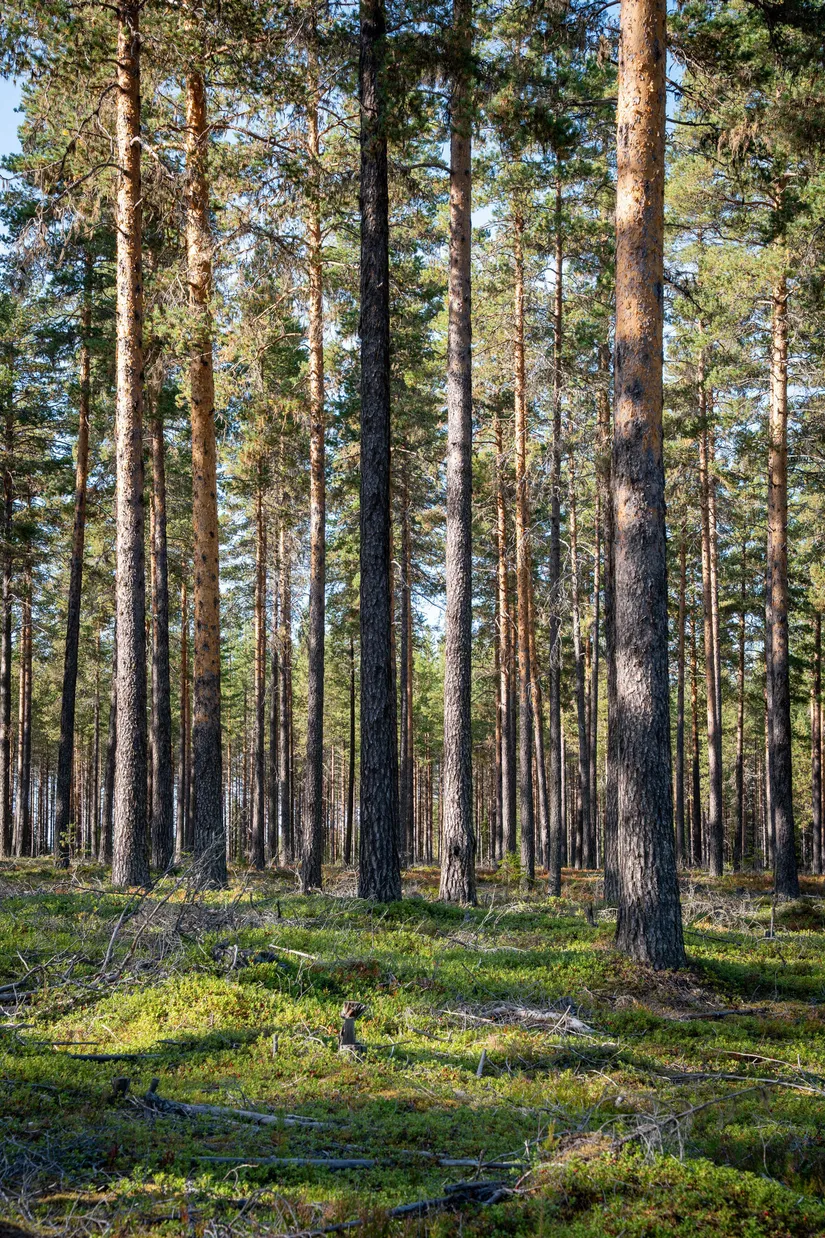 Gård/Skog, Vallen 305, Sollefteå