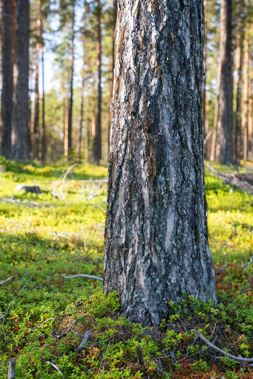 Gård/Skog, Vallen 305, Sollefteå
