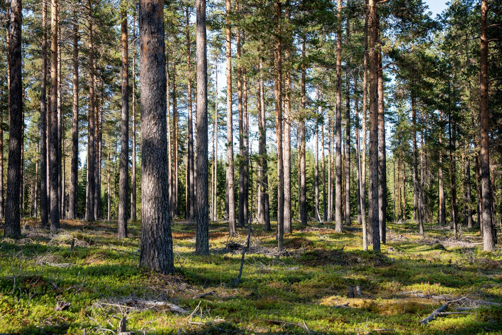 Gård/Skog, Vallen 305, Sollefteå