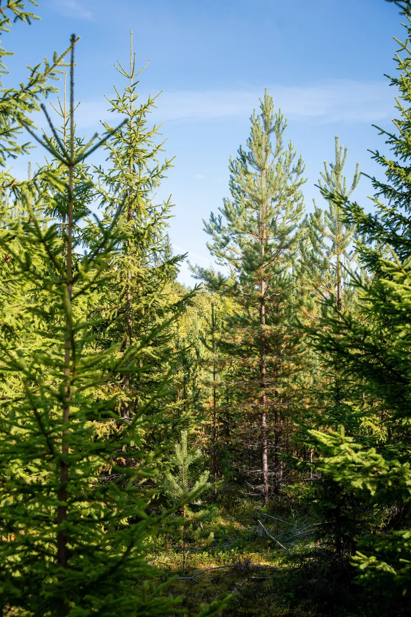 Gård/Skog, Vallen 305, Sollefteå