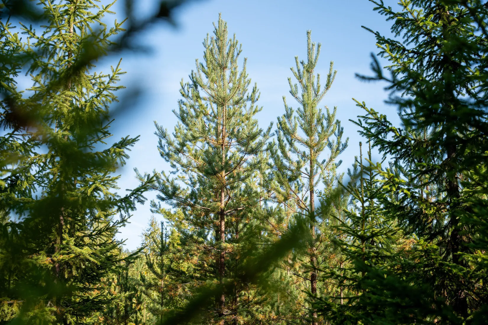 Gård/Skog, Vallen 305, Sollefteå
