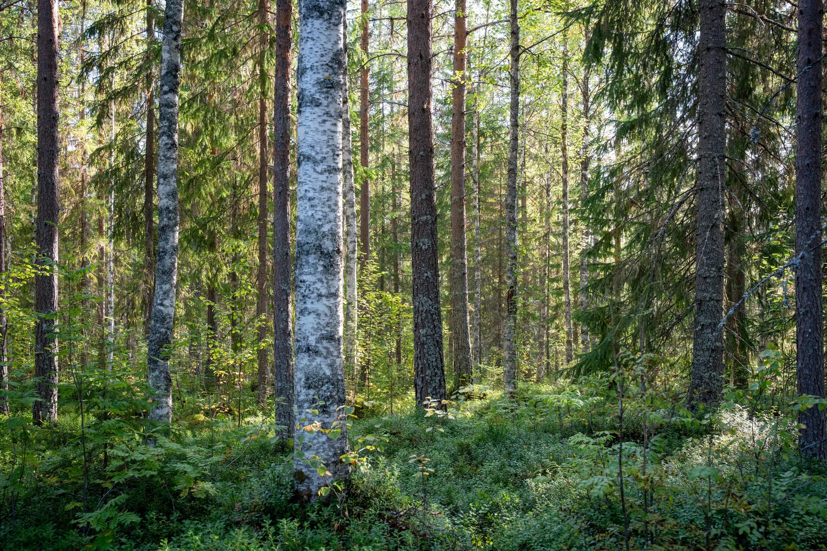 Gård/Skog, Vallen 305, Sollefteå
