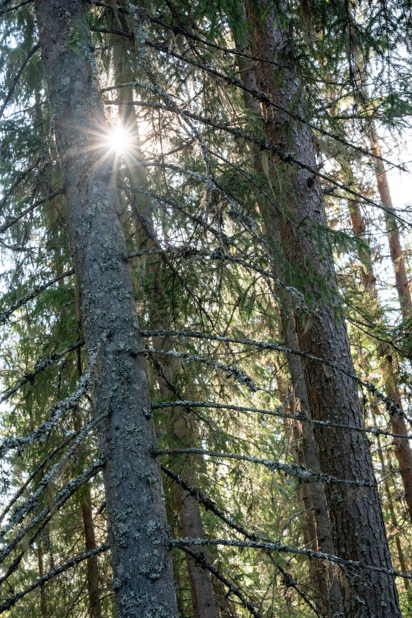 Gård/Skog, Vallen 305, Sollefteå