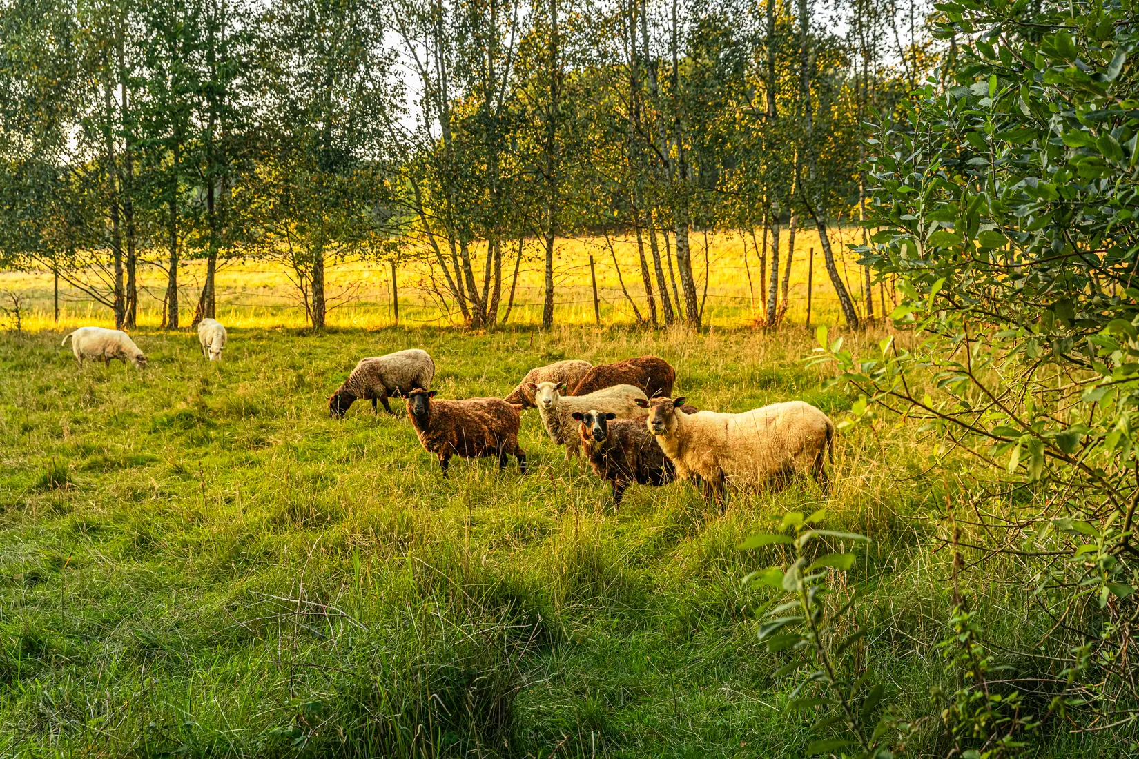 Radhus, Sparres väg 19, Dalby, Lund