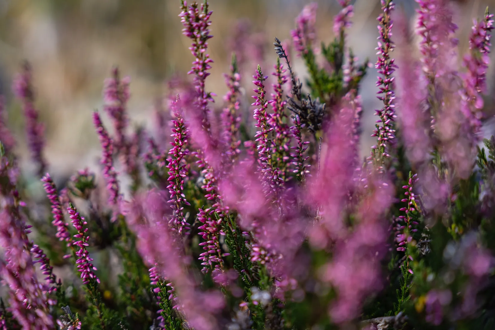Fritidshus, Strömshagsvägen 11, Ramsdal, Söderköping