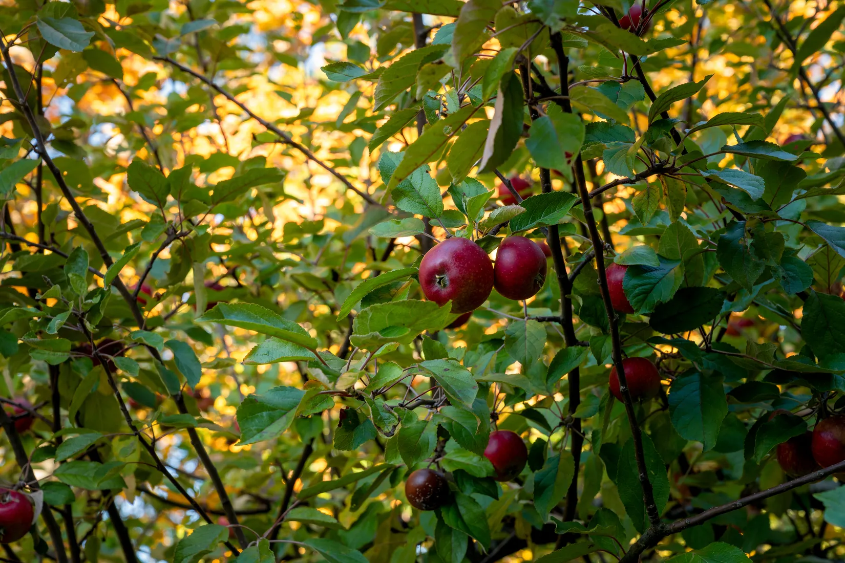 Bostadsrätt, Ormingeringen 55C, Orminge, Nacka, Nacka