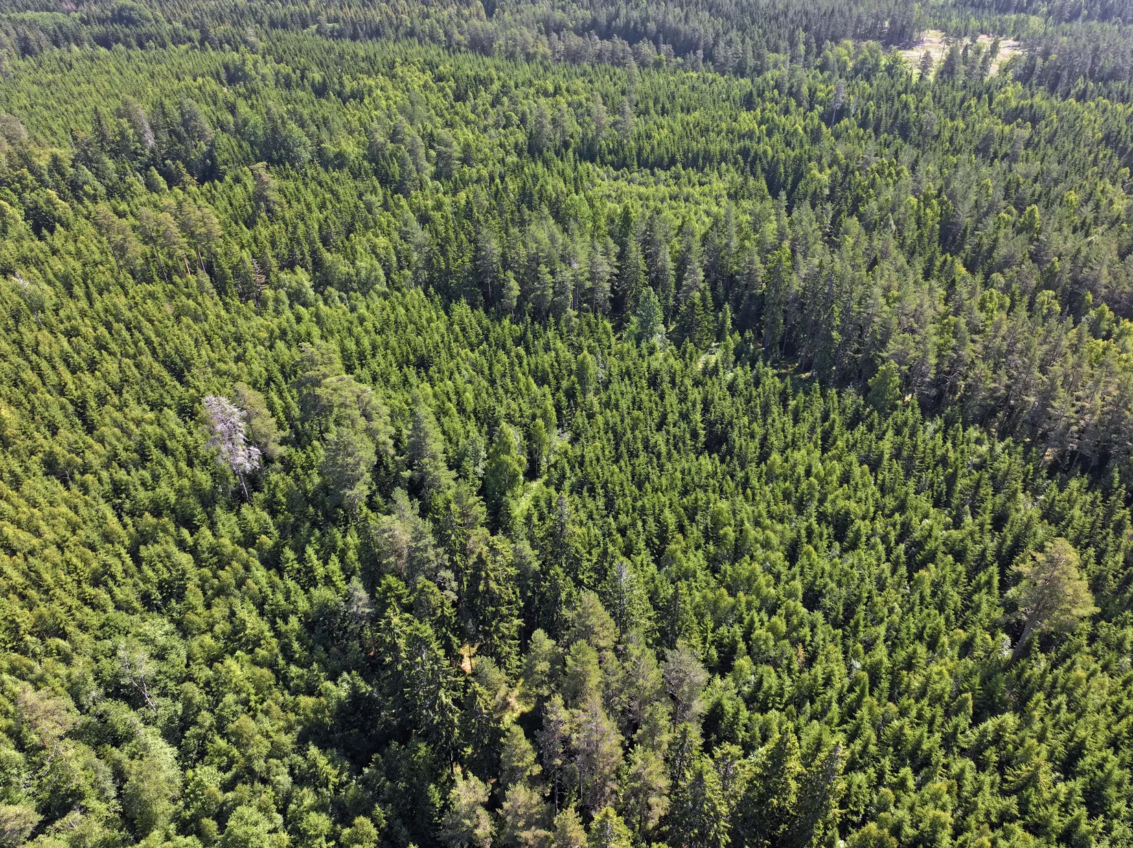 Gård/Skog, Trehörna Fågeltorp 1, Ödeshög
