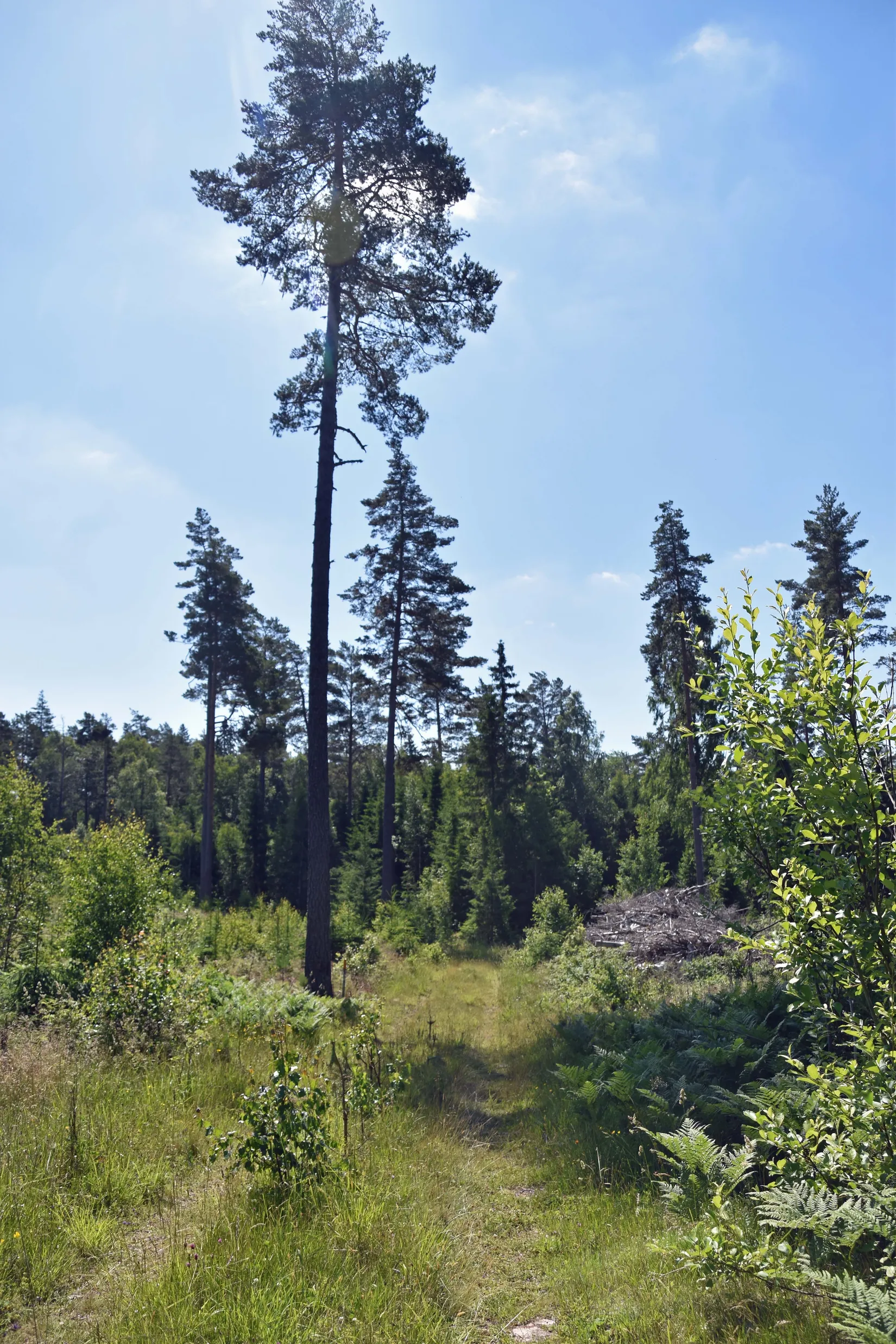 Gård/Skog, Trehörna Fågeltorp 1, Ödeshög